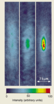 Observation of Bose condensation