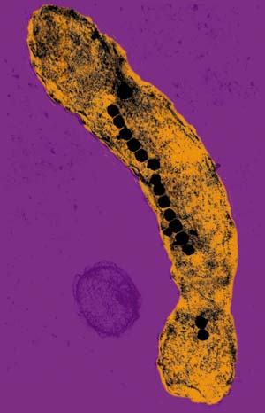 a bacterium that contains an array of nanometre-sized magnets