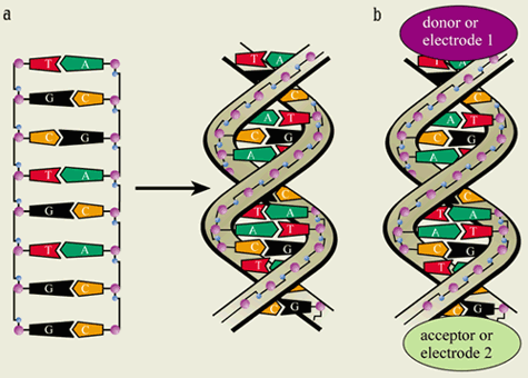 Electronic Properties Of Dna Physics World