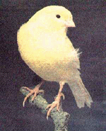 http://images.iop.org/objects/phw/news/thumb/5/11/6/011106