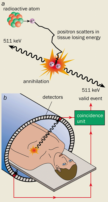 Watching biology in action – Physics World