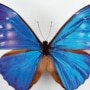 Blue-winged butterfly