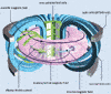 1 Tokamak basics