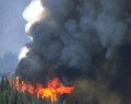 Forest fire detector