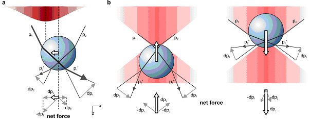 Optical Tweezers Where Physics Meets Biology Physics World