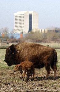bison.jpg