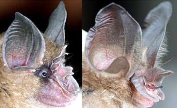 bat.jpg