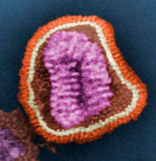 Schrödinger's virus?