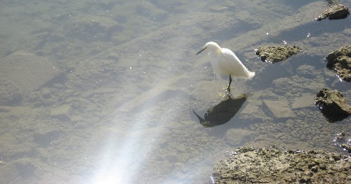 bird.jpg