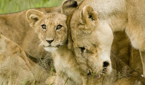 lions.jpg