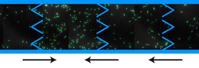 Biasing bacteria