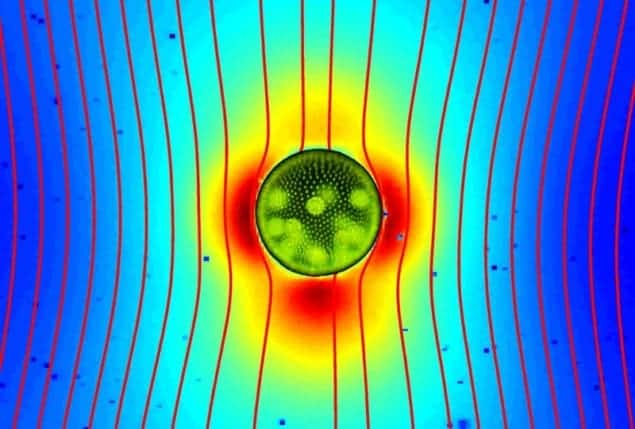 Flow field around a swimming Volvox carteri