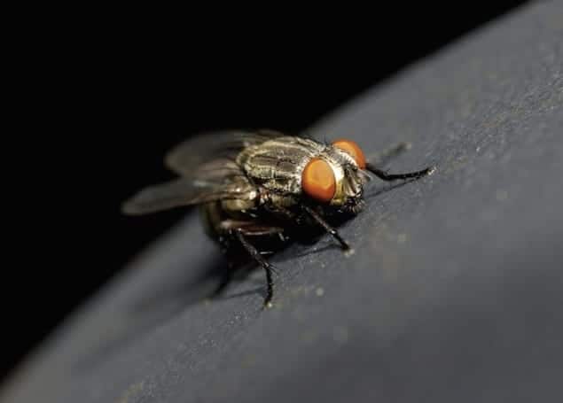 Image of insect crawling on a surface
