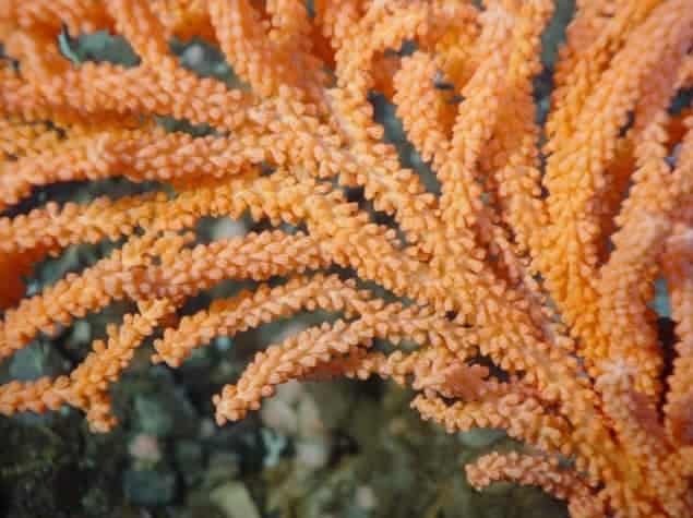 Photo of gorgonian coral, Primnoa resedaeformis, in its natural ecosystem