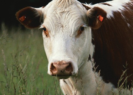 cow.jpg