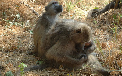 A baboon cradles its newborn. Courtesy: Lucia Seyfarth/University of Pennsylvania