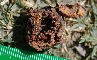 Close-up of a fig. Courtesy: Lucia Seyfarth/University of Pennsylvania