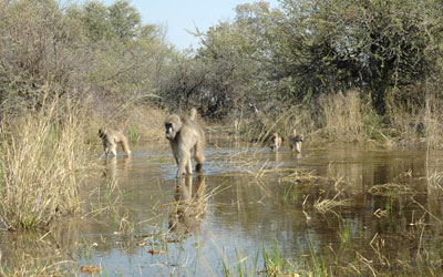 Baboons wade through water in the Okavango Delta. Courtesy: Lucia Seyfarth/University of Pennsylvania