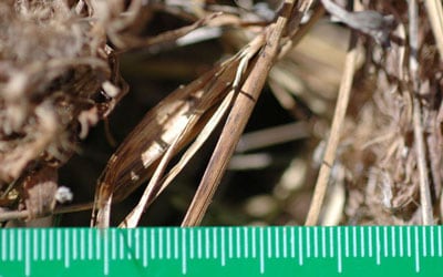 Close-up of sticky grass. Courtesy: Lucia Seyfarth/University of Pennsylvania