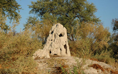 A termite mound. Courtesy: Lucia Seyfarth/University of Pennsylvania