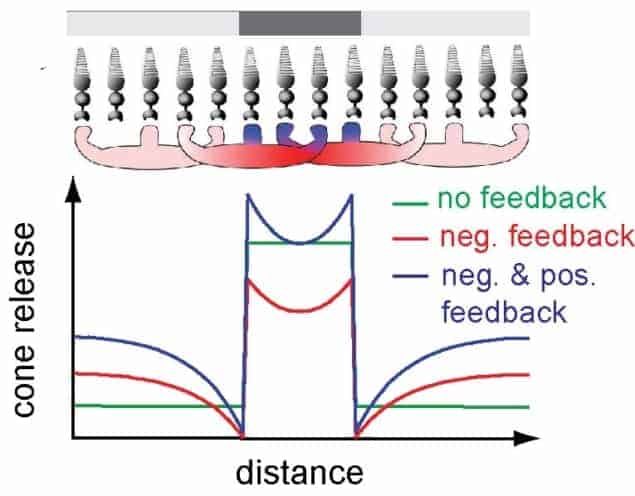 Diagram and graph showing positive and negative feedback