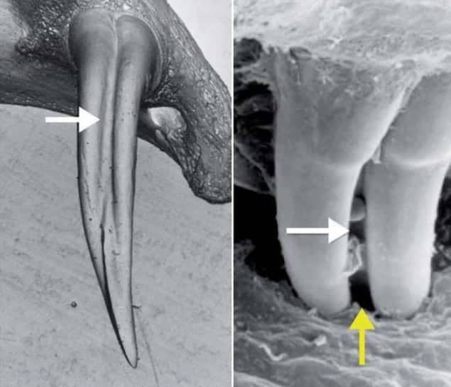 Electron micrographs of snake fangs