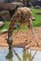 Photo of a giraffe bending over to drink