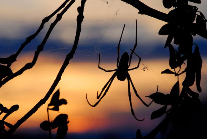 How spider webs achieve their strength, MIT News