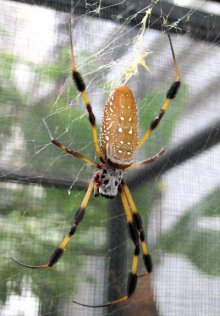 orbweaver spider