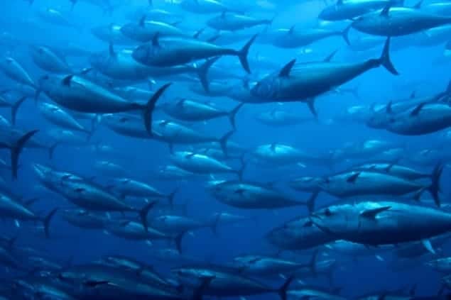 Photo of bluefin tuna