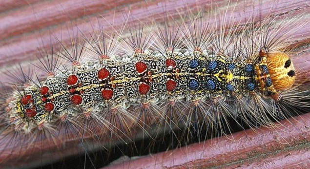 Gypsy_moth_caterpillar A gypsy moth caterpillar. (CC-BY-SA-3.0 Materialscientist)