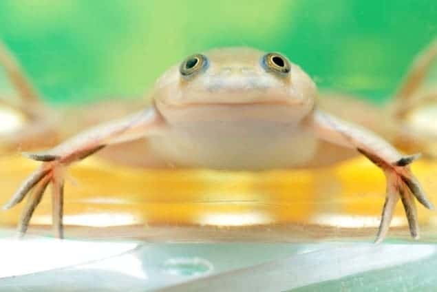 Photograph of an African Clawed Frog