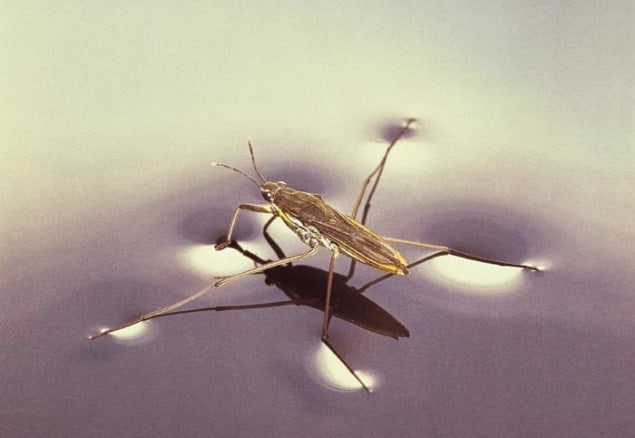 Pond skater stands on water surface. Its six feet do not penetrate the water but instead deform it like a trampoline