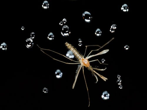 mosquito
