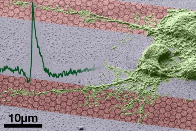 Composite image showing a neurone cell on a SGFET