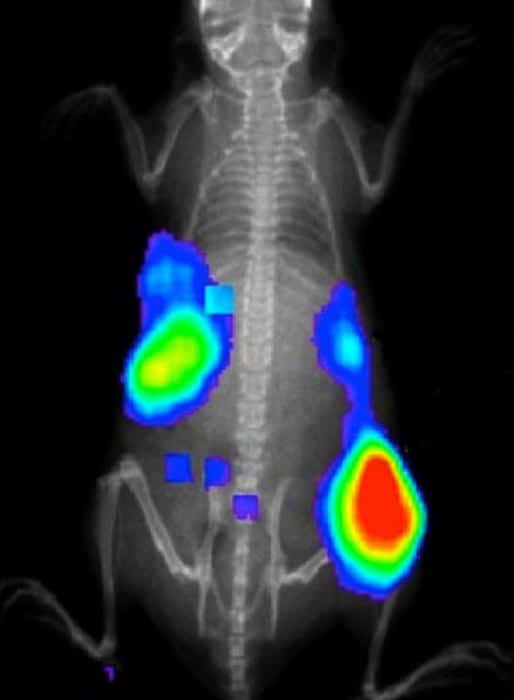 Real-time image of tumours in a mouse