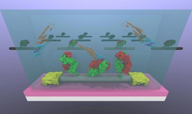 Illustration showing the CNTs bound to the biomarker for prostate cancer