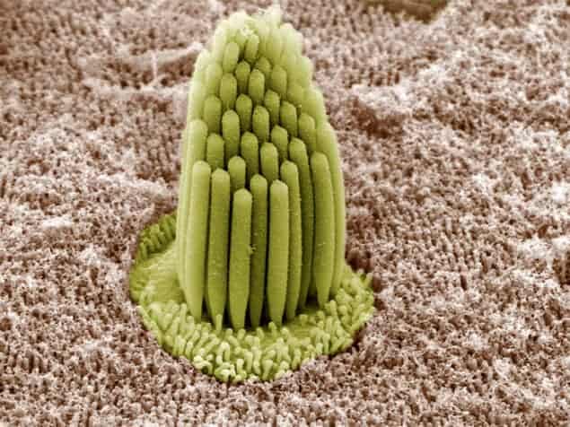 Image of stereocilia from a frog's inner ear Image of stereocilia from a frog's inner ear