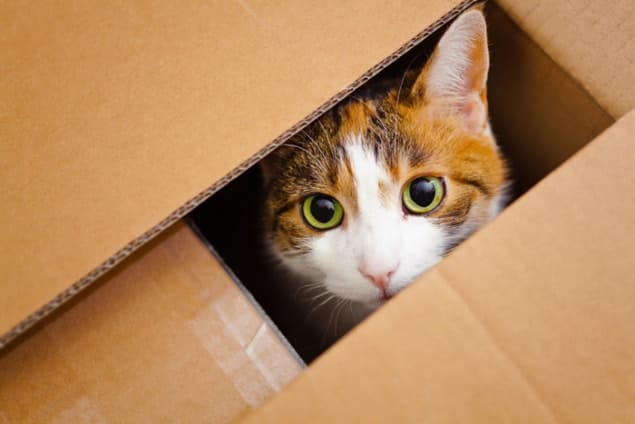 a cat in a cardboard box