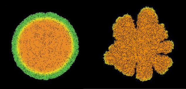 Simulations of colonies containing about 100,000 cells showing circular and branched growth