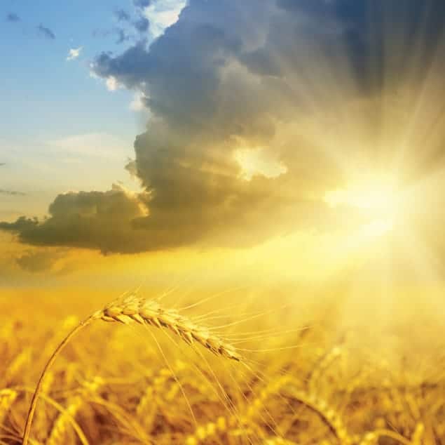 Photo of a burst of sunlight and a golden stalk of wheat