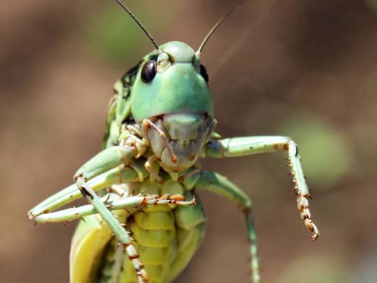 Locust
