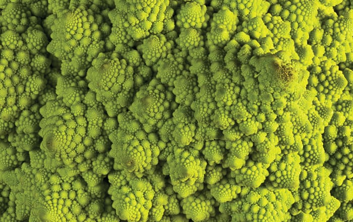 Close-up photo of romanescu