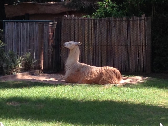 A llama at São Carlos zoo Photo of llama at São Carlos zoo