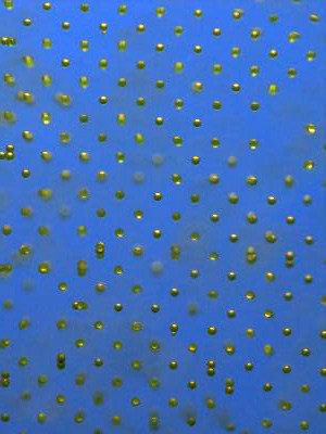 Microscope image of 90-micron diameter spheres arranged in a square lattice