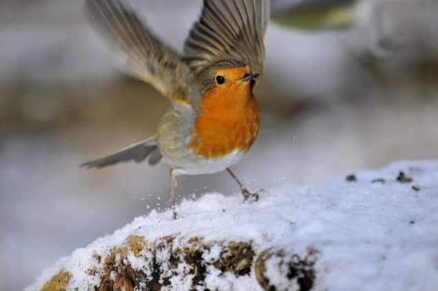 Photograph of a European robin