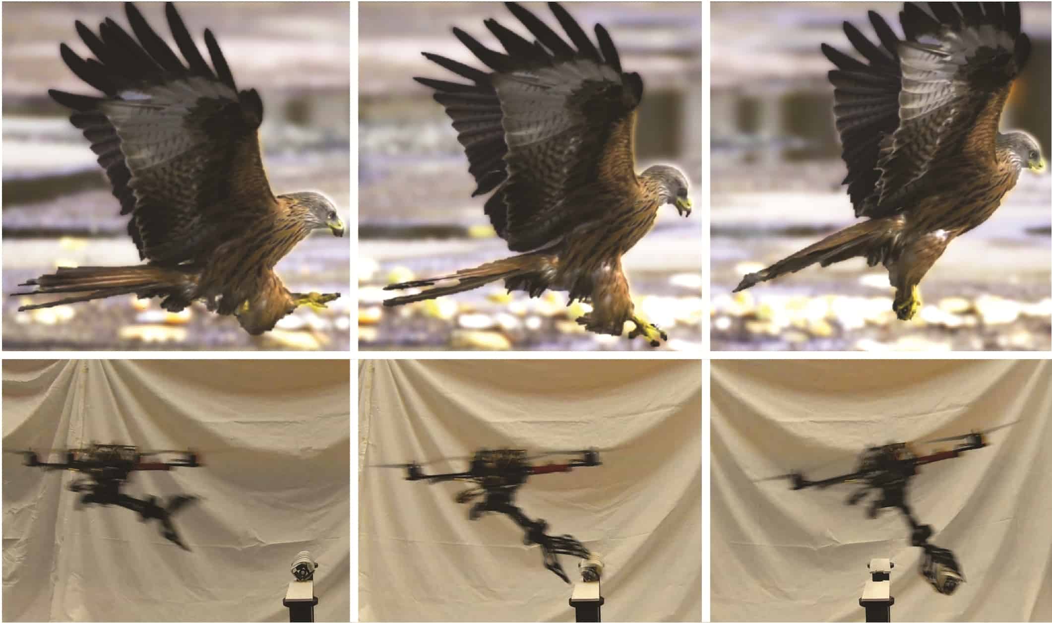 A red kite and a drone swoop down on their prey (Courtesy: Vijay Kumar)