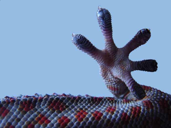 Gecko Grip: It's Atomic (Really)