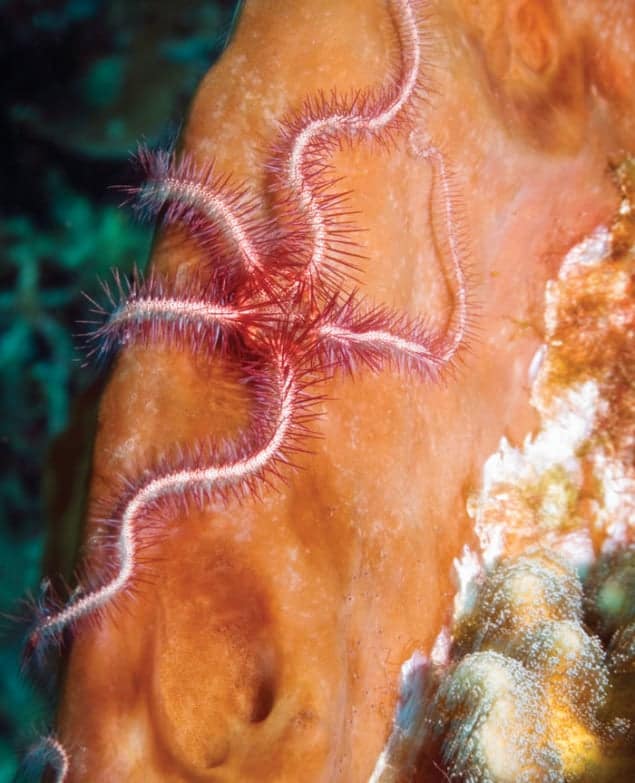 Photo of a brittlestar creature