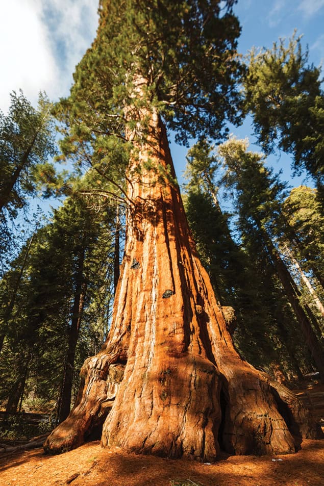 Giant sequoia